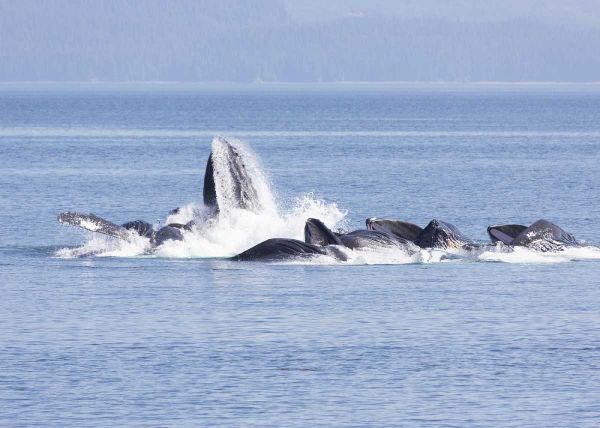 Alaska, Freshwater Bay Humpback whales feeding